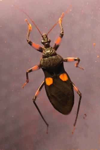 Réf. 244 334 : Platymeris sp.