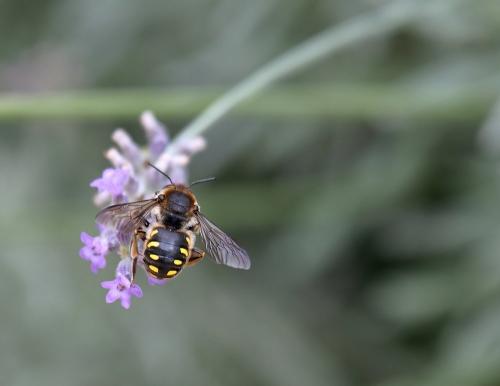 Anthidium septemspinosum