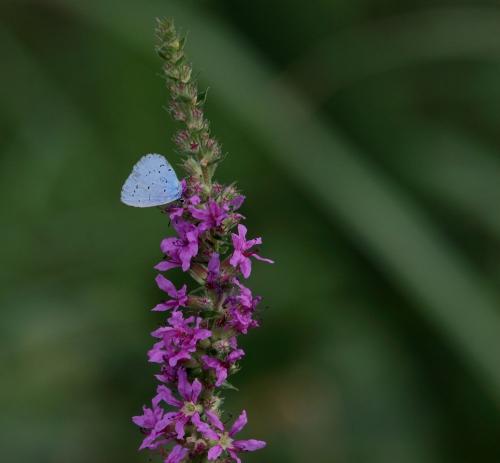 Celastrina argiolus