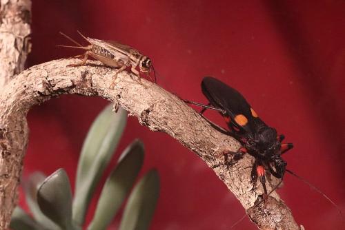 Platymeris sp.