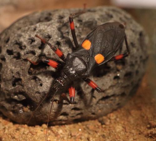 Platymeris sp.