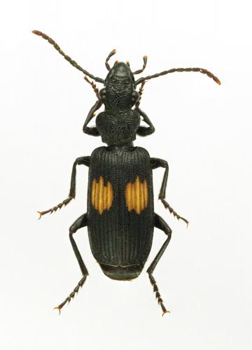 Réf. 244 912 : Macrocheilus niger