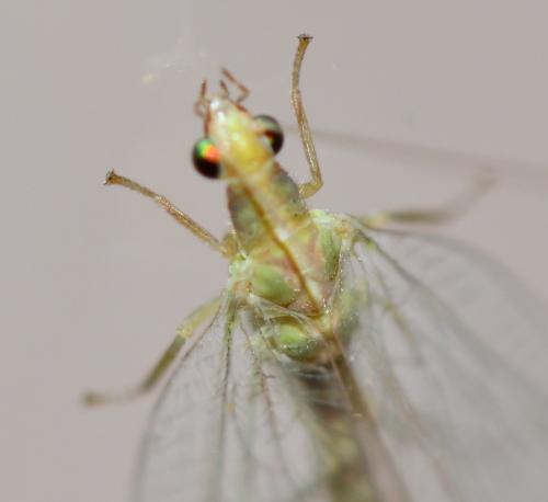 Réf. 244 696 : Chrysoperla affinis