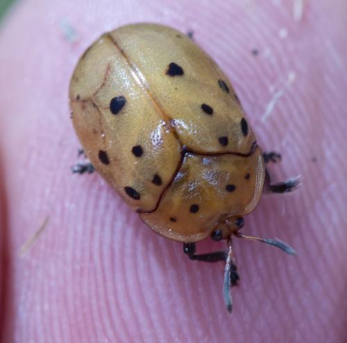 Réf. 244 844 : Chelymorpha sp.