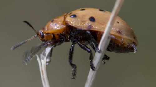Chelymorpha sp.