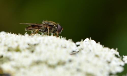 Réf. 244 970 : Cheilosia pagana