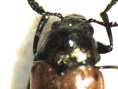 Réf. 244 093 : Labidostomis longimana