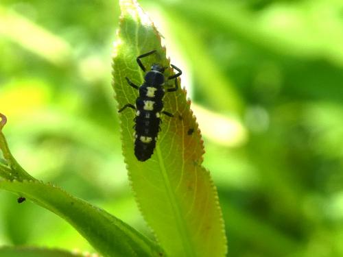 Propylea quatuordecimpunctata