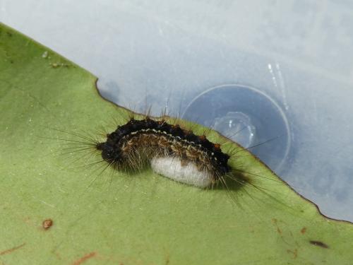 Réf. 244 139 : Microgastrinae inconnu