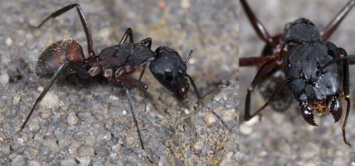 Camponotus cruentatus