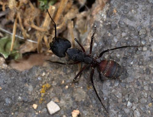 Camponotus cruentatus