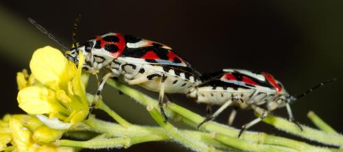 Eurydema ornata