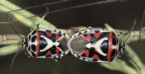 Réf. 244 335 : Eurydema ornata