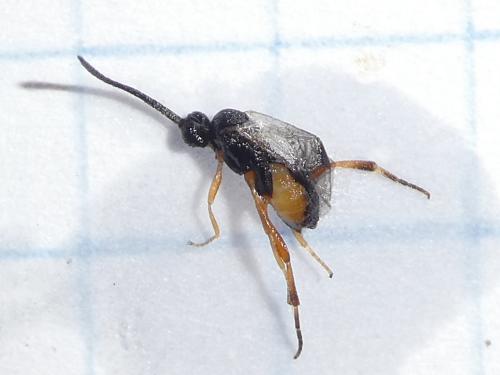 Microgastrinae