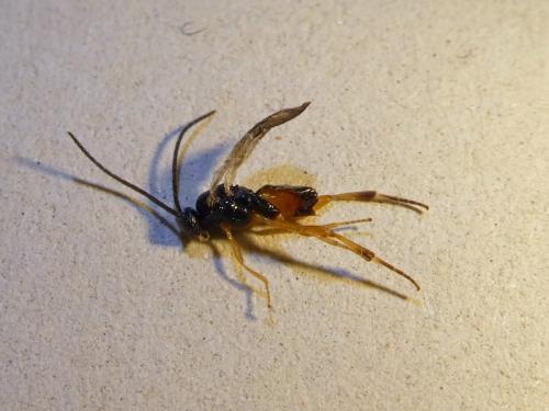 Microgastrinae