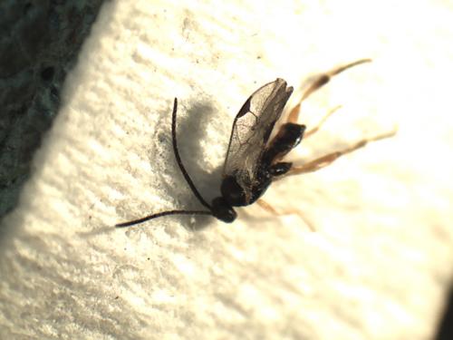 Réf. 244 163 : Microgastrinae inconnu