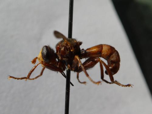 Réf. 244 251 : Sicus sp.