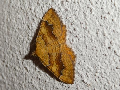 Réf. 244 453 : Camptogramma bilineata
