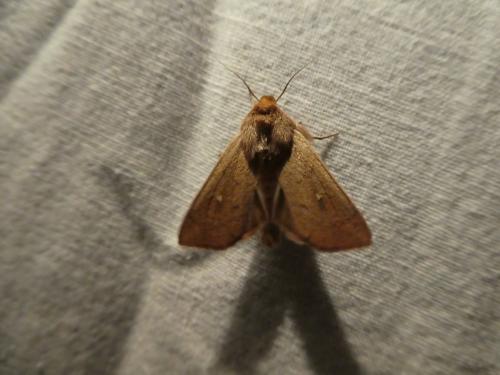 Mythimna sp.