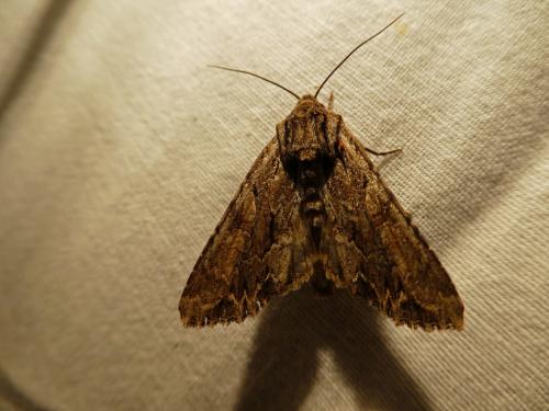 Réf. 244 571 : Apamea monoglypha