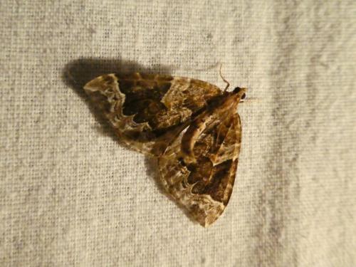 Réf. 244 572 : Eulithis prunata