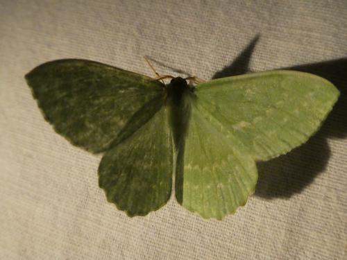 Réf. 244 848 : Geometra papilionaria