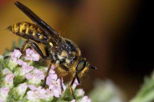 Réf. 244 463 : Choerades fimbriata