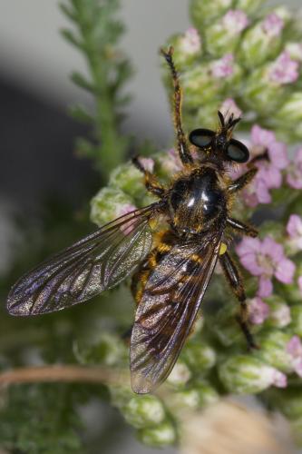 Réf. 244 464 : Choerades fimbriata