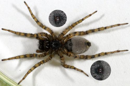Arctosa perita