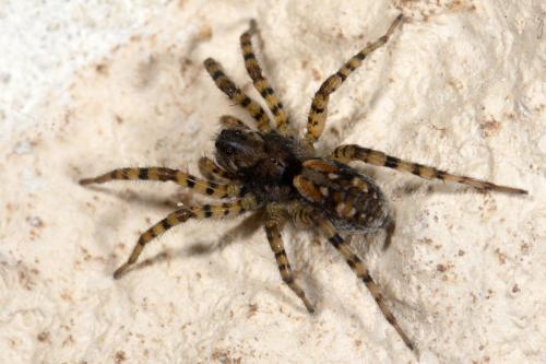 Arctosa perita