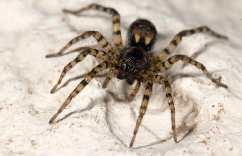 Arctosa perita