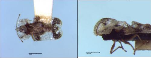 Réf. 244 918 : Corythucha juglandis