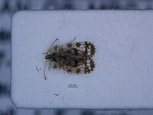 Réf. 244 862 : Corythucha marmorata