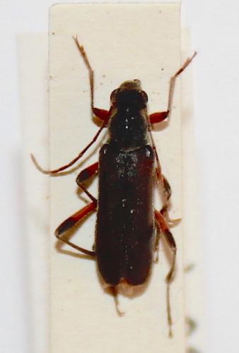 Réf. 244 679 : Grammoptera abdominalis