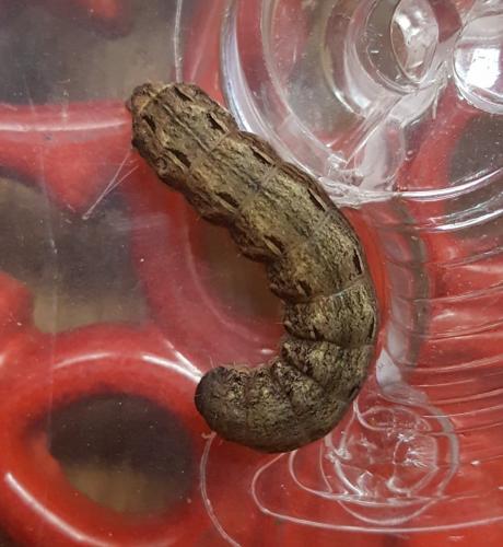 Noctua pronuba