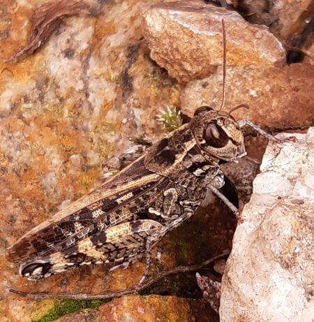 Calliptamus sp.