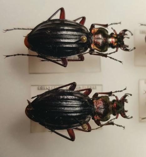 Réf. 244 537 : Carabus auronitens