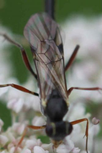 Réf. 244 362 : Cremastinae inconnu