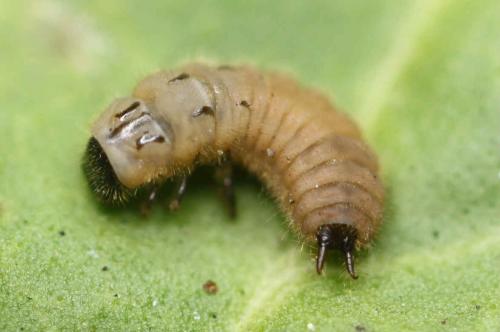 Malachiinae