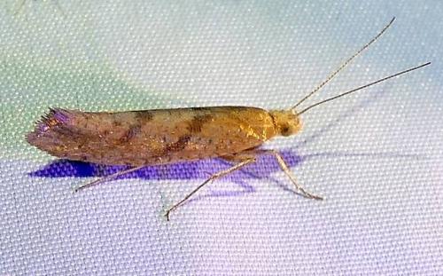 Réf. 244 497 : Ypsolopha sylvella