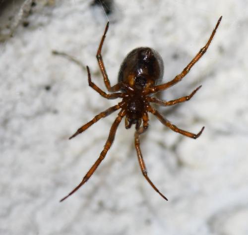 Steatoda sp.