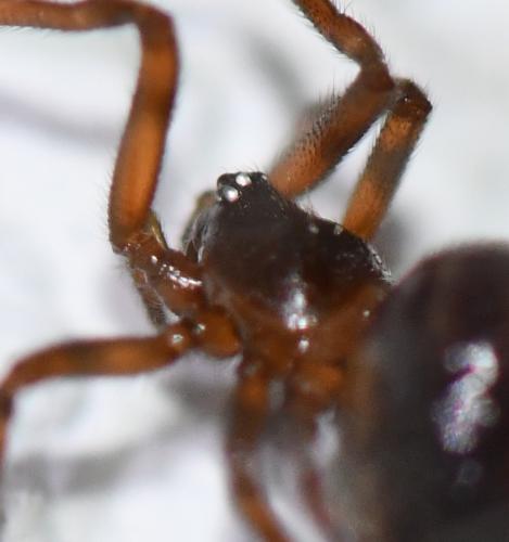 Steatoda sp.