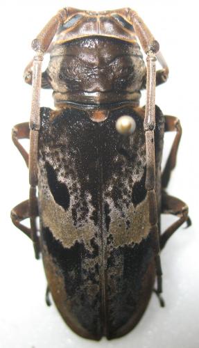 Réf. 244 478 : Prosopocera gassneri