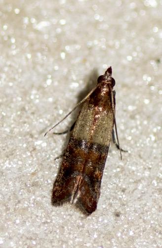 Réf. 244 795 : Plodia interpunctella