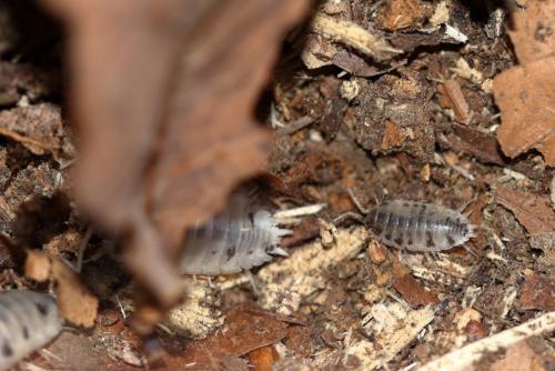 Réf. 244 669 : Porcellio laevis