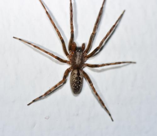 Réf. 244 331 : Segestria bavarica