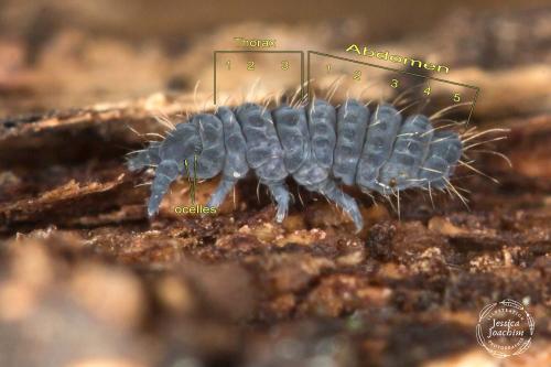 Deutonura monticola