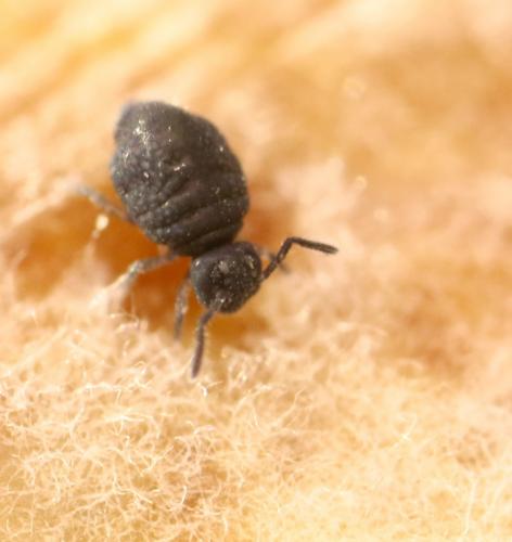 Sminthurinus sp.