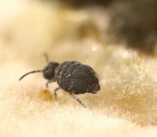 Sminthurinus sp.