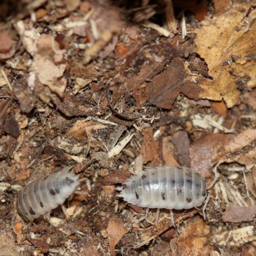 Réf. 244 670 : Porcellio laevis
